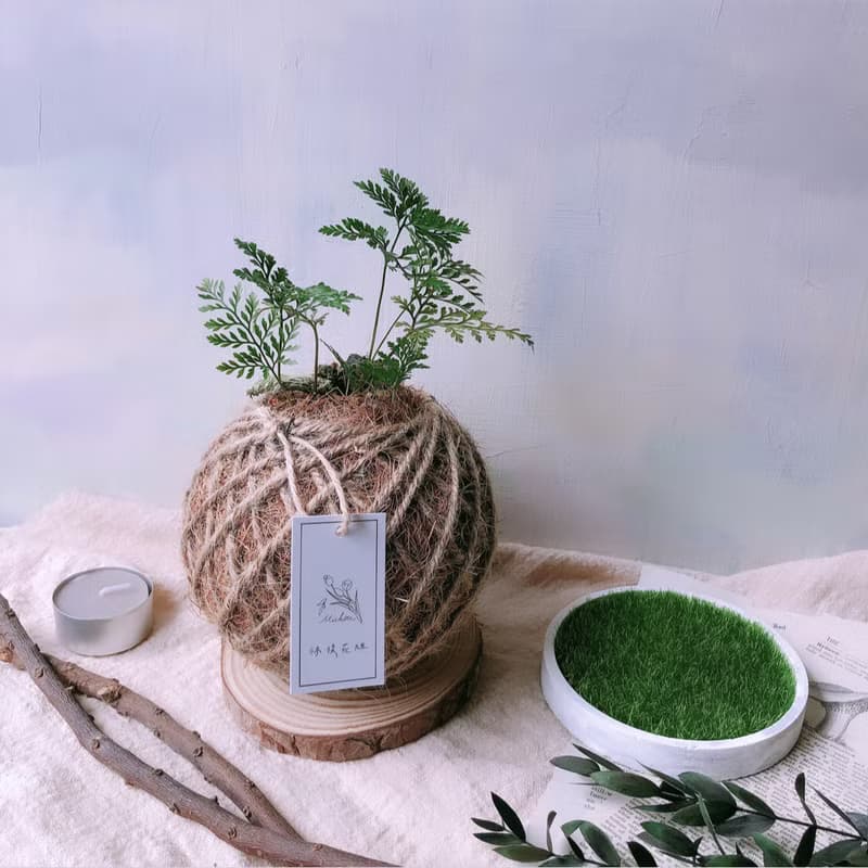 苔球 兔腳蕨 植栽