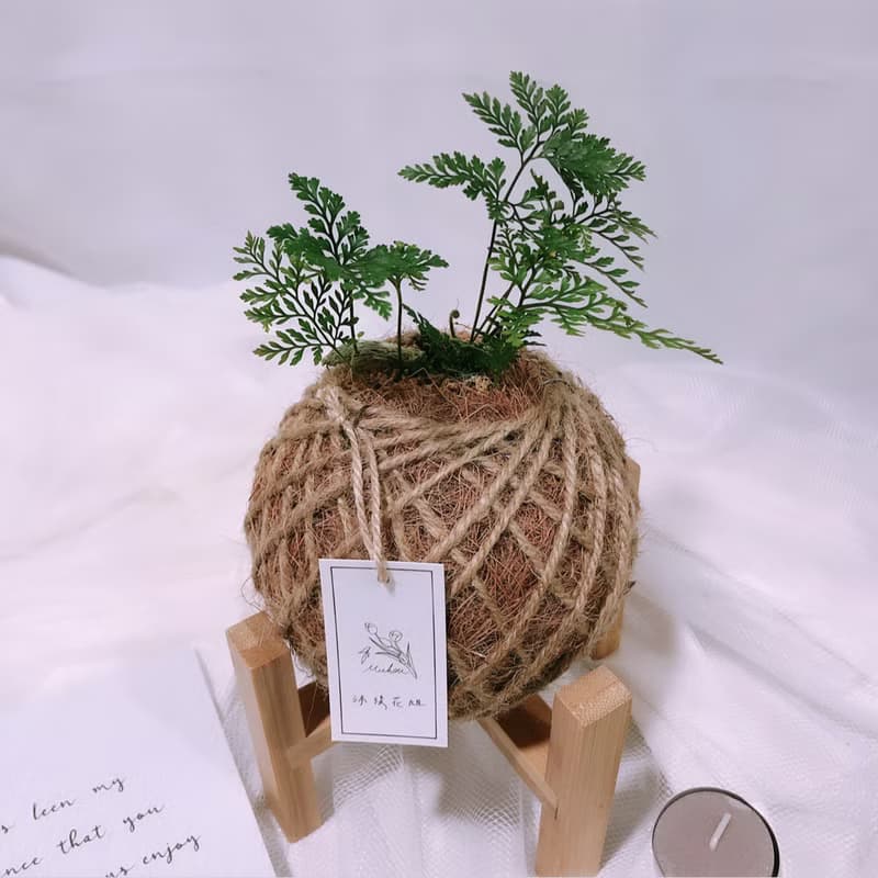 苔球 兔腳蕨 植栽