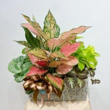 桌上型組合植栽 | 開幕送禮 / 質感盆栽 / 桌上型盆