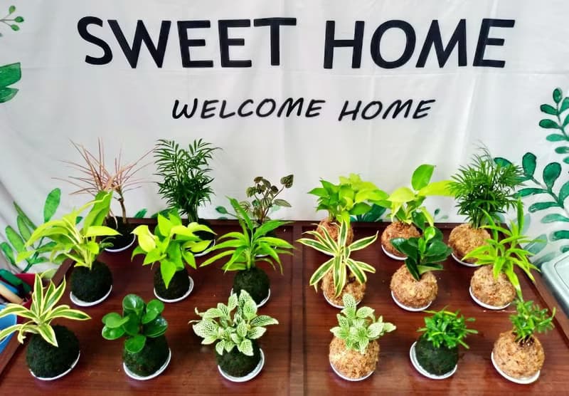 DIY手作材料包 居家幸福苔球 苔玉(含教學電子檔)