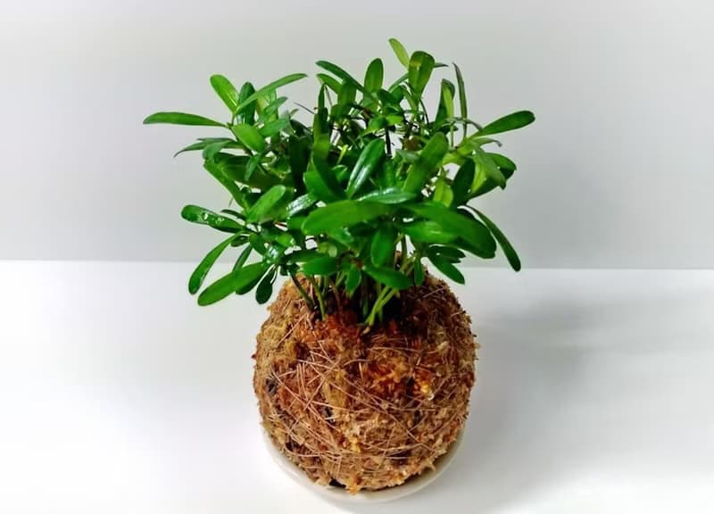 DIY手作材料包 居家幸福苔球 苔玉(含教學電子檔)