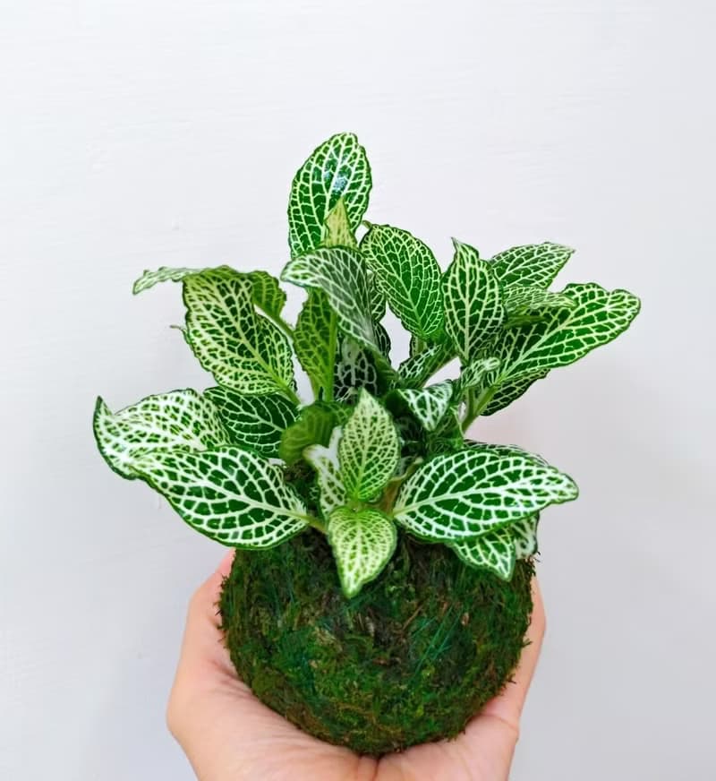 DIY手作材料包 居家幸福苔球 苔玉(含教學電子檔)