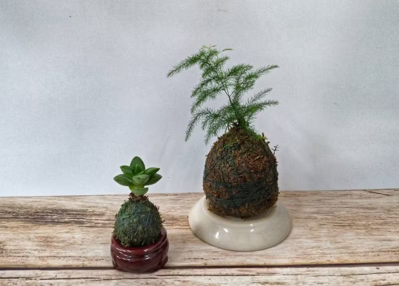 DIY手作材料包 居家幸福苔球 苔玉(含教學電子檔)