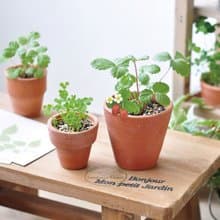Terracotta Garden 陶盆雜貨植栽盆器 / 野草莓
