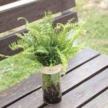 水培植栽│波士頓腎蕨_室內植物 辦公室盆栽 店內布置 禮物