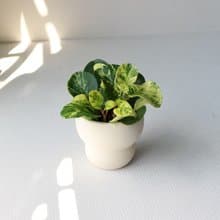 植栽 盆栽 l 乳班椒草 圓葉椒草兄弟  室內盆栽 辦公室盆栽