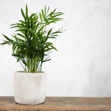 【室內盆栽】袖珍椰子 觀葉植物 盆栽 植栽 開幕送禮 發財樹