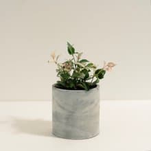 花葉絡石│泥作系列│福所栽