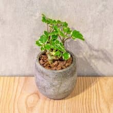 福祿桐 桌上型水泥盆栽 觀葉植物 禮物 盆栽 交換禮物 辦公室小物