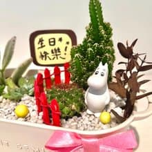 嚕嚕米Moomins 姆明 多肉組盆 微景觀盆栽 多肉盆栽 送禮 Muumi