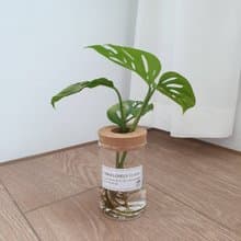 植栽 室內盆栽 窗孔龜背芋 水耕植物