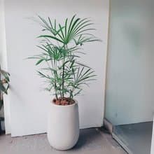 細葉棕櫚 小水磨盆