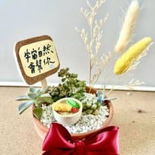 台中 限量多肉組盆 多肉植物 日式枯山水微景觀 炸蝦烏龍麵 慶祝