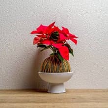 苔球植物 聖誕紅墨綠苔球加磨砂高腳缽 苔球 苔玉 禮物 送禮