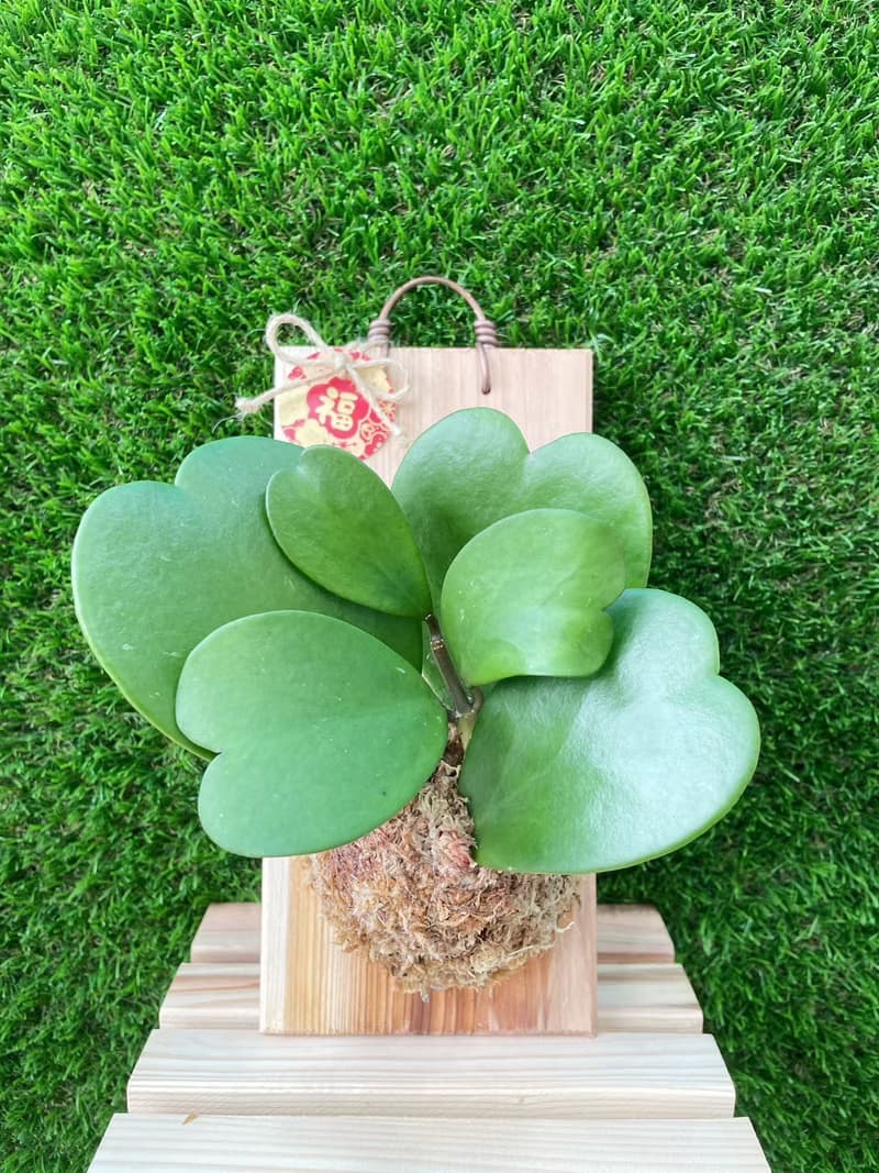 【植蕨所在】 心葉球蘭 上板植物 水苔植物上板 牆面擺設 居家裝