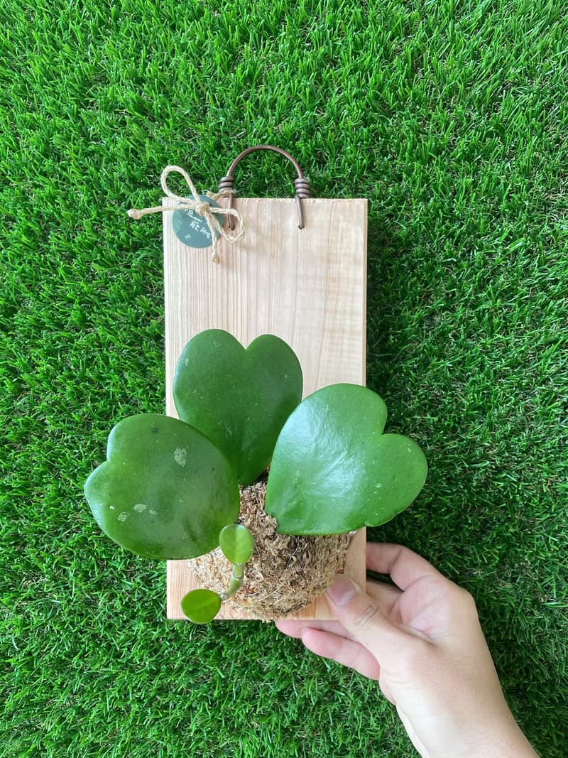 【植蕨所在】 心葉球蘭 上板植物 水苔植物上板 牆面擺設 居家裝