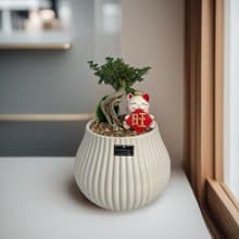 免運限量【壽娘子】盆景小品雅緻風水擺設 開幕新居喬遷升官送禮