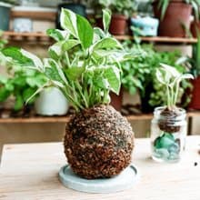 【材料包】DIY苔球材料包/ 含教學影片