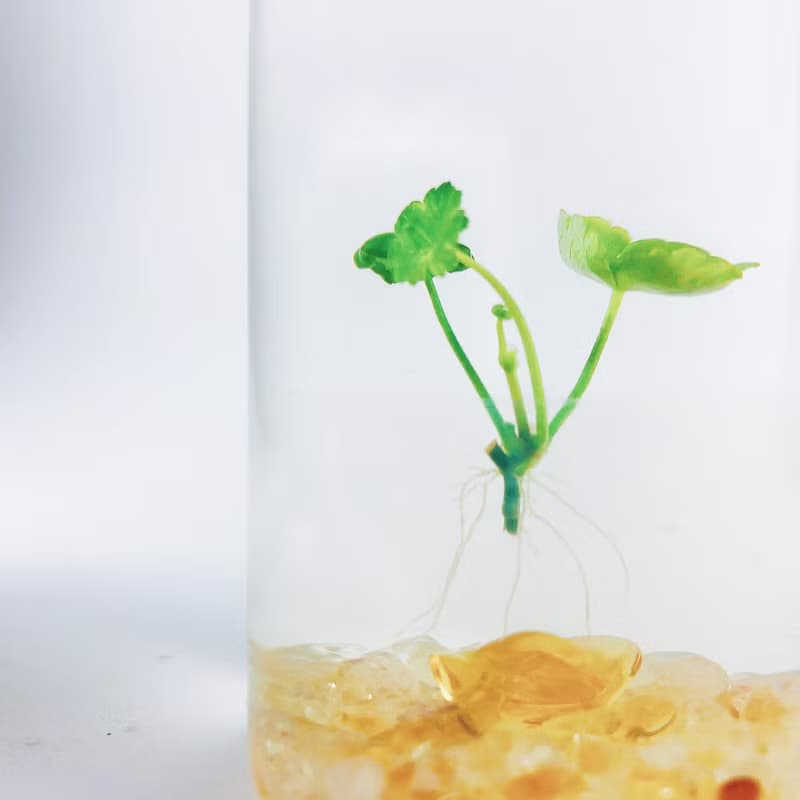 【小葉銅錢草】黃水晶裝飾款 招財水草 熱賣款