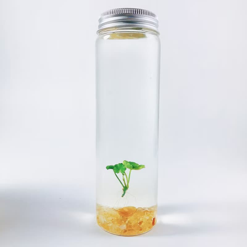 【小葉銅錢草】黃水晶裝飾款 招財水草 熱賣款