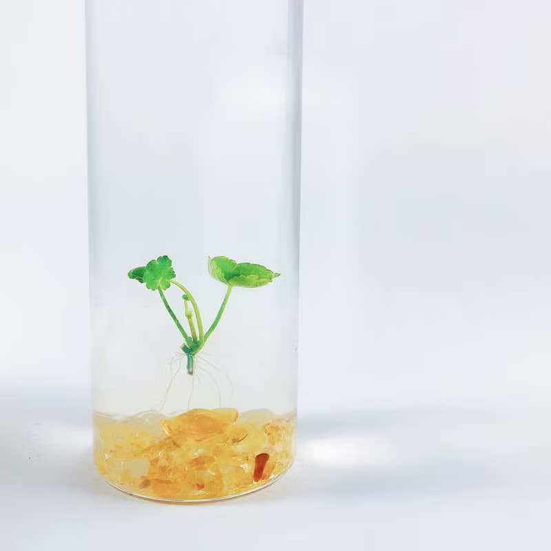 【小葉銅錢草】黃水晶裝飾款 招財水草 熱賣款