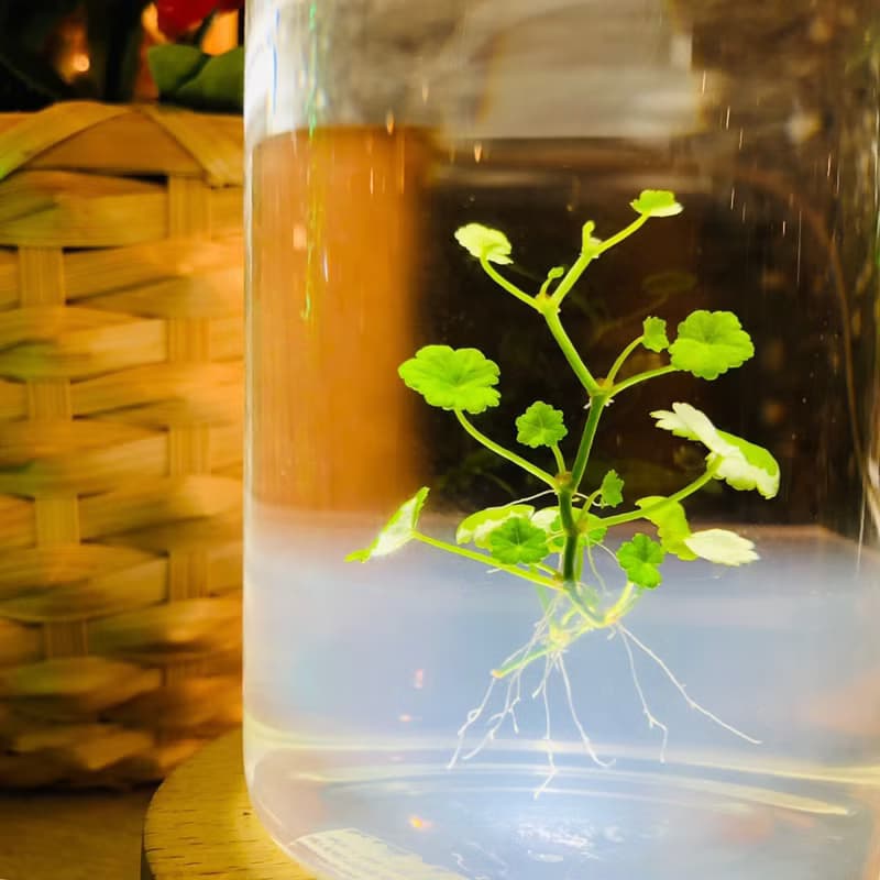 【小葉銅錢草】黃水晶裝飾款 招財水草 熱賣款