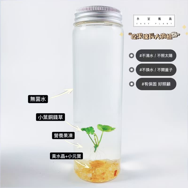 【小葉銅錢草】黃水晶裝飾款 招財水草 熱賣款