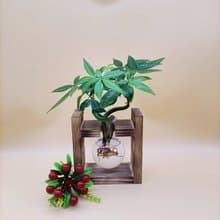 水培植物 馬拉巴栗 招財樹 懶人植栽 創意木架 室內植物