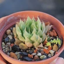 【荳荳多肉】【青雲之舞】喬遷│送禮│升遷│多肉植物