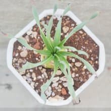 【荳荳多肉】【寬葉彈簧草】喬遷│送禮│升遷│多肉植物