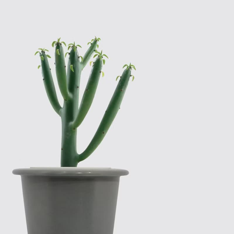 │ 窯瓷系列 │ 綠珊瑚 - 多肉植物 瓷器 水耕植物 懶人盆栽