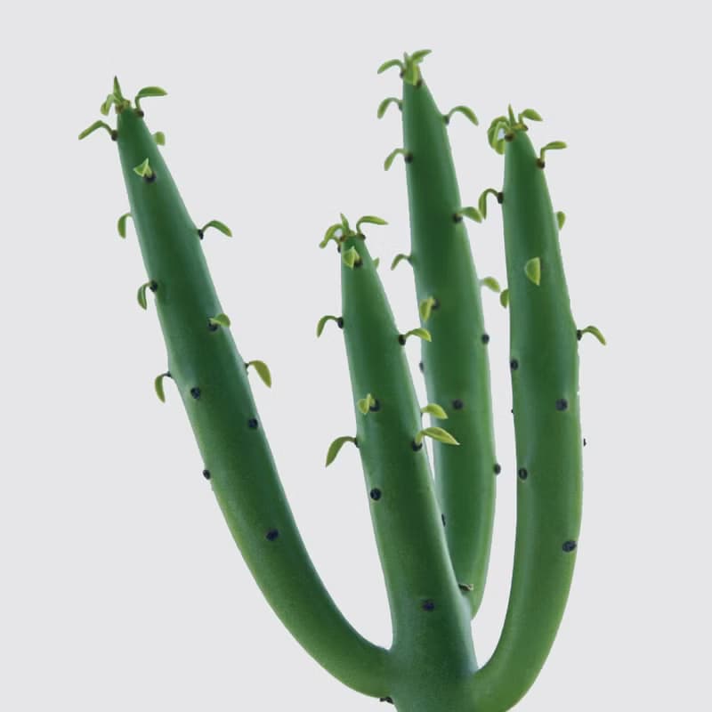 │ 窯瓷系列 │ 綠珊瑚 - 多肉植物 瓷器 水耕植物 懶人盆栽