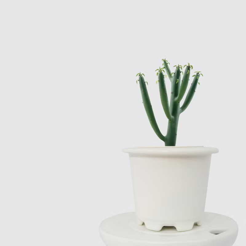 │ 窯瓷系列 │ 綠珊瑚 - 多肉植物 瓷器 水耕植物 懶人盆栽