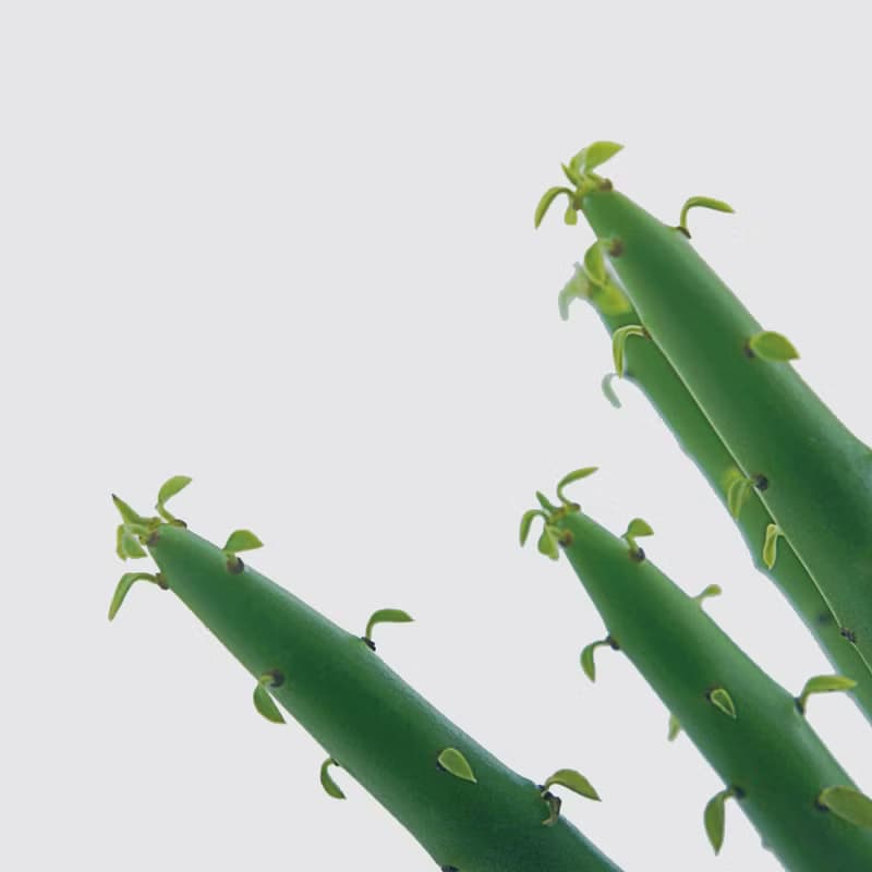 │ 窯瓷系列 │ 綠珊瑚 - 多肉植物 瓷器 水耕植物 懶人盆栽