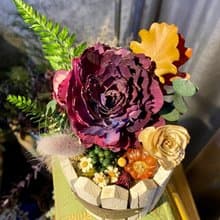 索拉花桌花/開幕花禮/開幕盆花/開店禮/索拉花禮/開店擺設/送禮