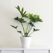 Philodendron 小天使大型室內植栽_荷蘭設計極簡霧面盆