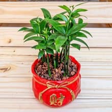 竹柏聚寶盆 桌上型室內植物推薦 室內植物 觀葉植物  禮物