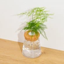 文竹 三角水耕盆栽 室內植物 觀葉植物 禮物 水培