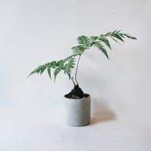 盆空間・金狗毛蕨 室內觀賞植物綠化盆栽植栽 水泥盆