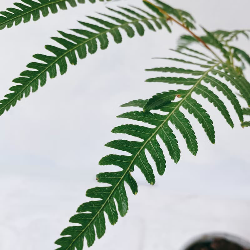 盆空間・金狗毛蕨 室內觀賞植物綠化盆栽植栽 水泥盆