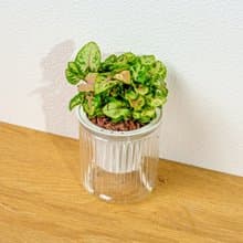 聖誕合果芋 免澆水盆栽 室內植物 觀葉植物 禮物 盆栽 辦公室小物