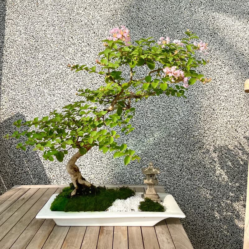 盆栽-紫薇 百日紅 盆景 送禮