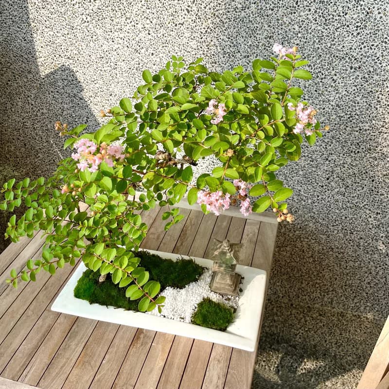 盆栽-紫薇 百日紅 盆景 送禮