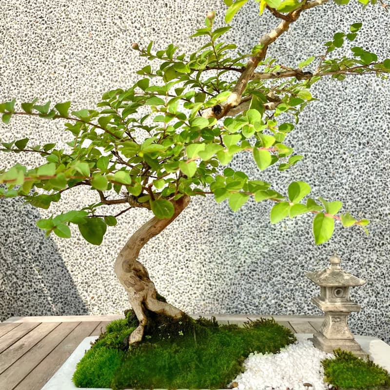 盆栽-紫薇 百日紅 盆景 送禮