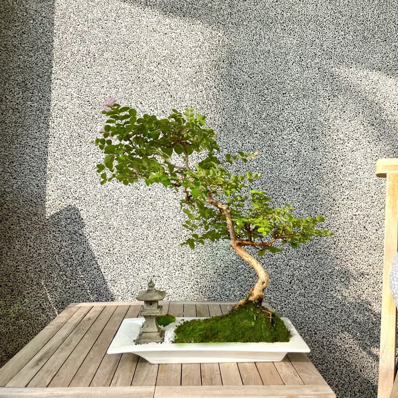 盆栽-紫薇 百日紅 盆景 送禮