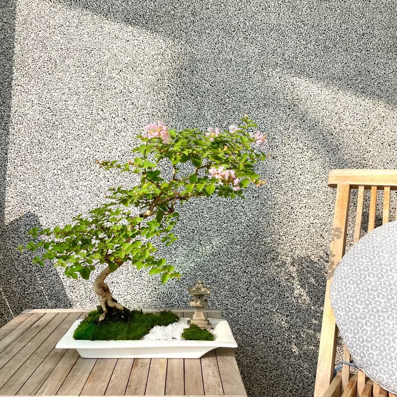 盆栽-紫薇 百日紅 盆景 送禮