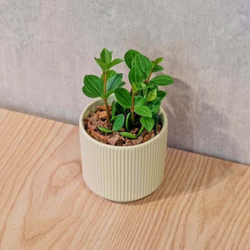 翡翠椒草 莫蘭迪色系直紋陶盆 室內植物 觀葉植物 禮物 盆栽