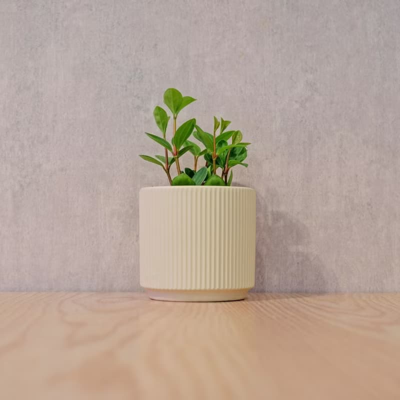 翡翠椒草 莫蘭迪色系直紋陶盆 室內植物 觀葉植物 禮物 盆栽