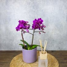 蝴蝶蘭盆栽/開幕/升遷/新居落成/節日/場地布置/送禮/質感-韻華紫