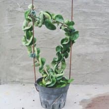 【荳荳多肉】【捲葉毬蘭】喬遷│送禮│升遷│多肉植物